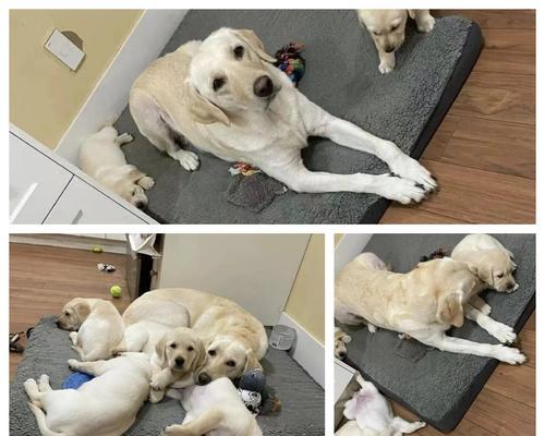 拉布拉多分娩后何时打虫？全攻略｜科学驱虫指南