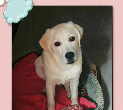 拉布拉多分娩后何时打虫？全攻略｜科学驱虫指南