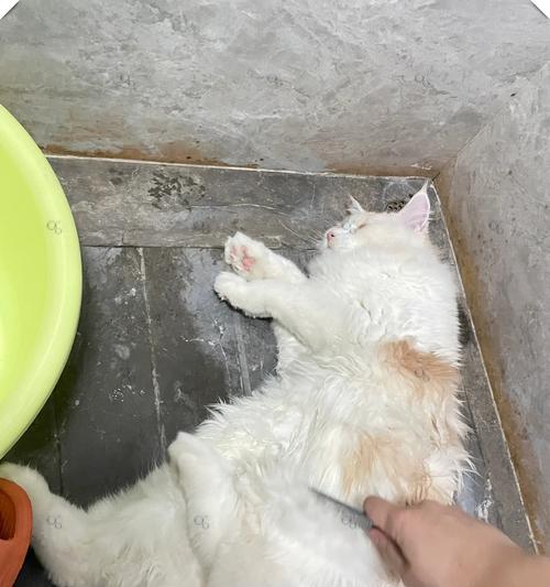 四个月大猫咪洗澡时机与方法全攻略|宠物护理核心技巧 四个月大猫咪洗澡时机与方法全攻略|宠物护理核心技巧