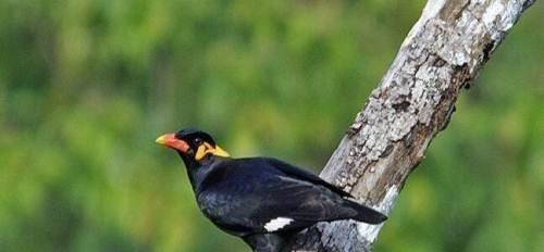 如何购买鹩哥并正确饲养|新手养鸟全攻略 如何购买鹩哥并正确饲养|新手养鸟全攻略