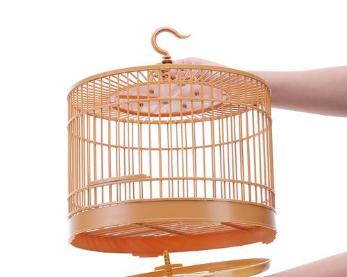 如何购买鹩哥并正确饲养|新手养鸟全攻略 如何购买鹩哥并正确饲养|新手养鸟全攻略