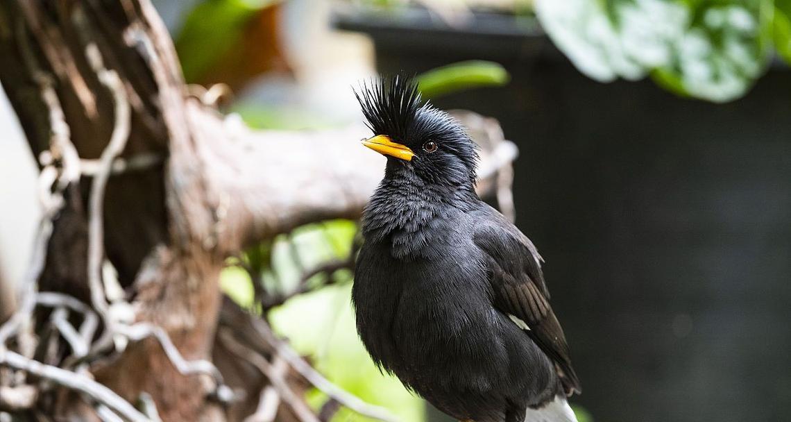 如何购买鹩哥并正确饲养|新手养鸟全攻略 如何购买鹩哥并正确饲养|新手养鸟全攻略