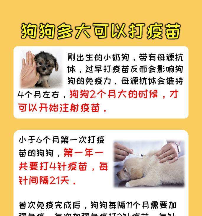 新买回家的狗狗需打疫苗｜健康守护全攻略