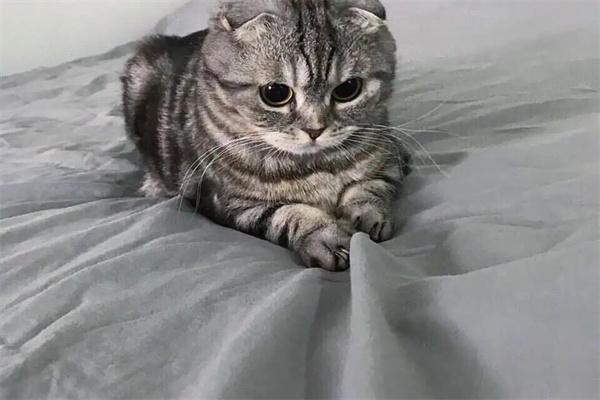 猫咪长大不粘人?性格变化与环境适应全攻略 为什么猫咪长大后就不粘人了?