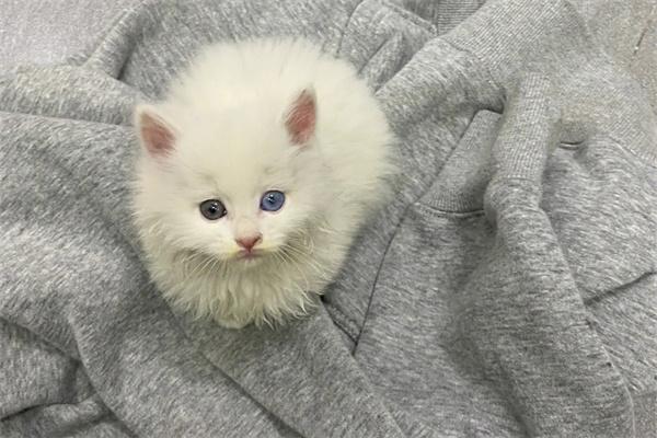 猫咪长大不粘人?性格变化与环境适应全攻略 为什么猫咪长大后就不粘人了?