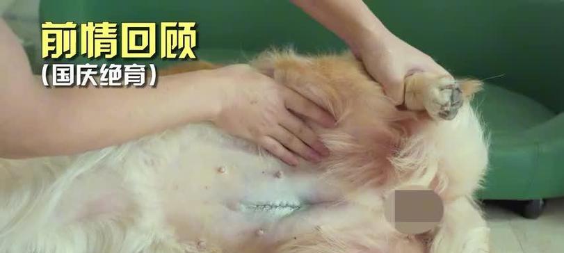狗针接种后身体康复时间与护理指南|宠物健康实用指南 狗针接种后身体康复时间与护理指南|宠物健康实用指南