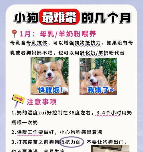 狗针接种后身体康复时间与护理指南｜宠物健康实用指南