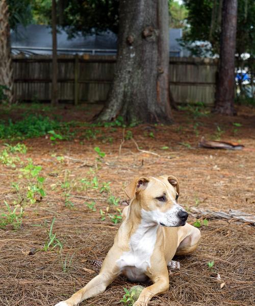 犬的基础训练方法及技巧|实用指南 犬的基础训练方法及技巧|实用指南