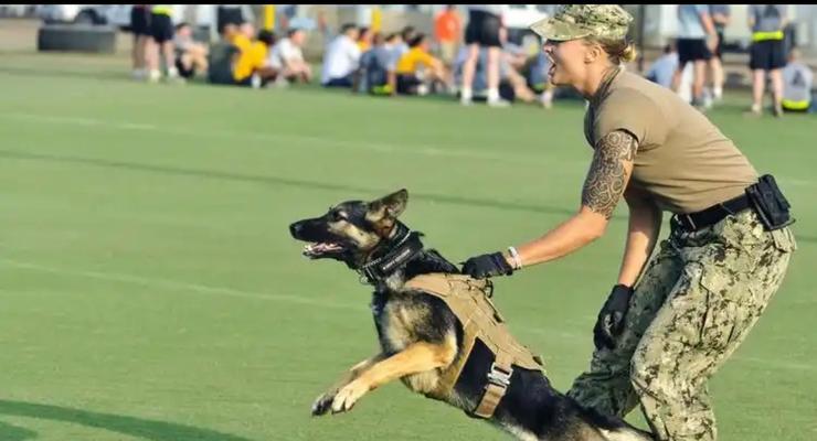 犬的基础训练方法及技巧|实用指南 犬的基础训练方法及技巧|实用指南