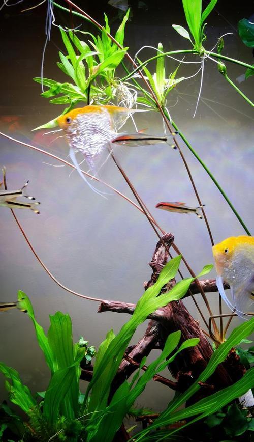 饲养热带鱼的好选择|中大型品种实用指南 饲养热带鱼的好选择|中大型品种实用指南