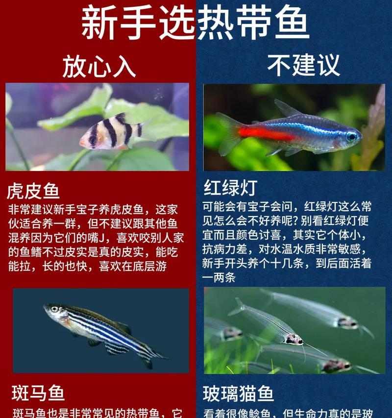 饲养热带鱼的好选择|中大型品种实用指南 饲养热带鱼的好选择|中大型品种实用指南