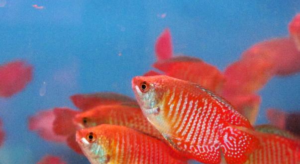 饲养热带鱼的好选择|中大型品种实用指南 饲养热带鱼的好选择|中大型品种实用指南