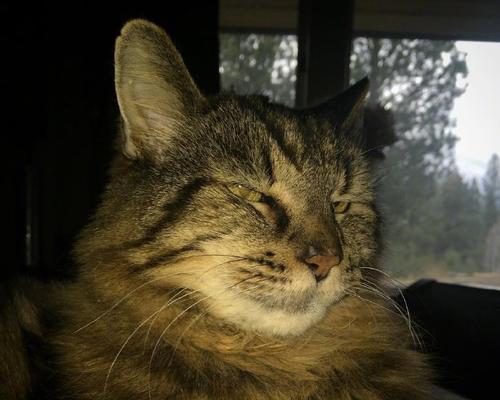 长寿猫饮食习惯与寿命探究|吉尼斯记录全攻略 长寿猫饮食习惯与寿命探究|吉尼斯记录全攻略