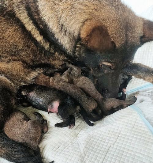狗狗下崽后何时开始泌乳｜母犬哺乳期全攻略