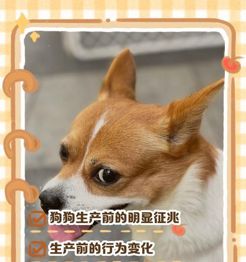 狗狗下崽后何时开始泌乳|母犬哺乳期全攻略 狗狗下崽后何时开始泌乳|母犬哺乳期全攻略