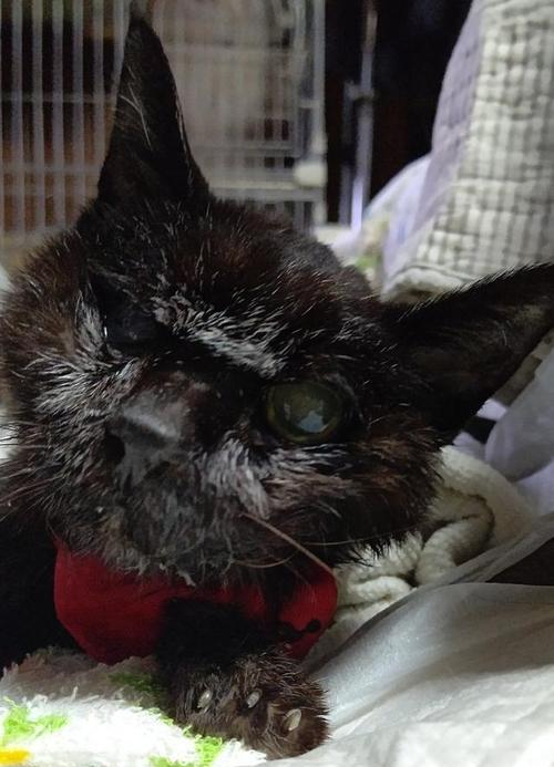 长寿猫饮食习惯与寿命探究|吉尼斯记录全攻略 长寿猫饮食习惯与寿命探究|吉尼斯记录全攻略