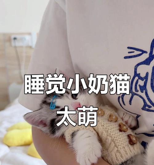 五岁猫咪睡眠时间全攻略｜揭秘猫咪日常休息的秘密