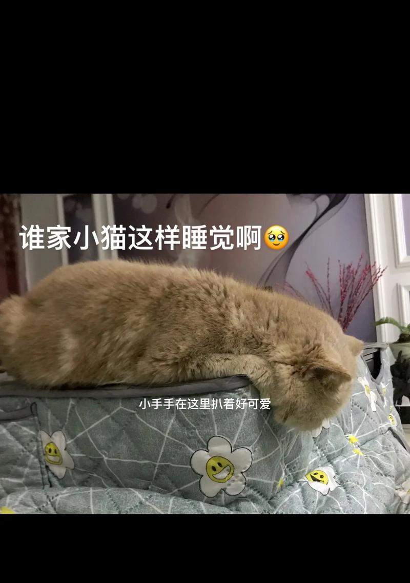 五岁猫咪睡眠时间全攻略|揭秘猫咪日常休息的秘密 五岁猫咪睡眠时间全攻略|揭秘猫咪日常休息的秘密