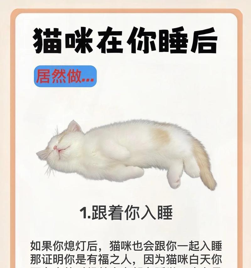 五岁猫咪睡眠时间全攻略|揭秘猫咪日常休息的秘密 五岁猫咪睡眠时间全攻略|揭秘猫咪日常休息的秘密