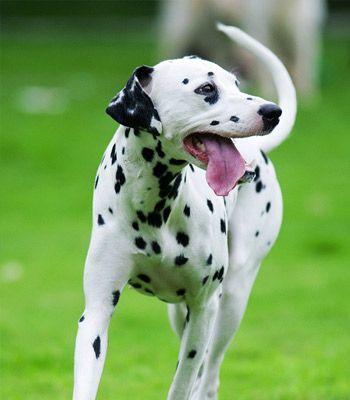 探秘世界最贵大麦町犬|奔跑之王的富豪宠儿全攻略 探秘世界最贵大麦町犬|奔跑之王的富豪宠儿全攻略