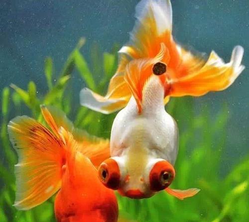 金鱼的多彩世界|探索不同颜色的象征与魅力 金鱼的多彩世界|探索不同颜色的象征与魅力