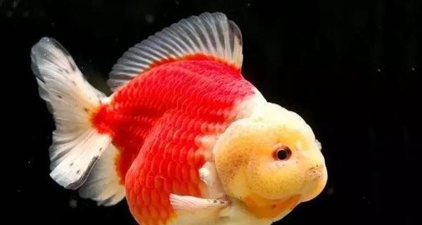 金鱼的多彩世界|探索不同颜色的象征与魅力 金鱼的多彩世界|探索不同颜色的象征与魅力