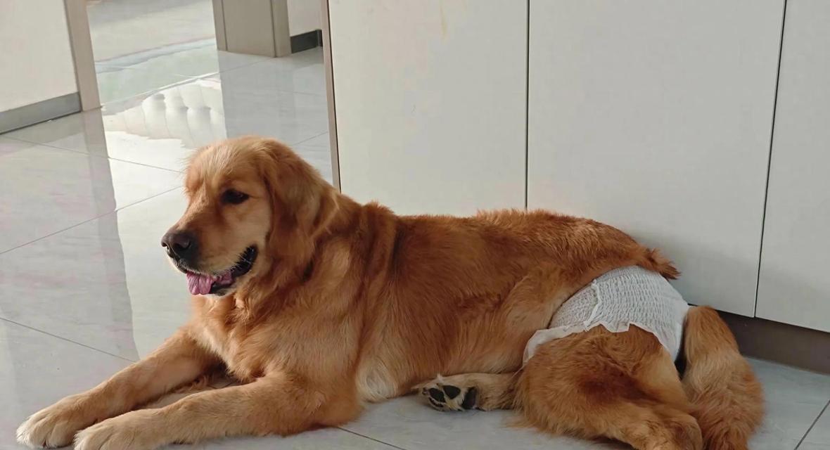 母狗的遗忘时间|宠物情感连结与记忆攻略 母狗的遗忘时间|宠物情感连结与记忆攻略