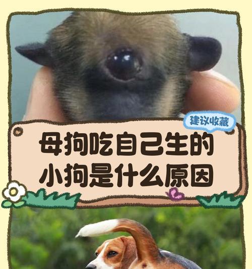 母狗的遗忘时间|宠物情感连结与记忆攻略 母狗的遗忘时间|宠物情感连结与记忆攻略