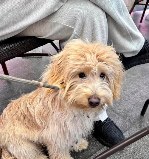 老年犬心衰的症状及其管理方法(老年犬心衰的常见症状及应对措施) 老年犬心衰的症状及其管理方法(老年犬心衰的常见症状及应对措施)