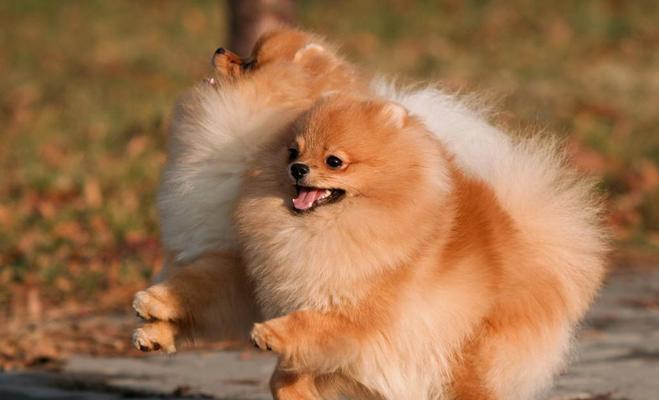 博美犬的缺点与不足|养犬必读全攻略 博美犬的缺点与不足|养犬必读全攻略