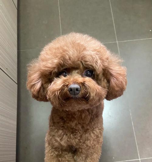 老年犬心衰的症状及其管理方法(老年犬心衰的常见症状及应对措施) 老年犬心衰的症状及其管理方法(老年犬心衰的常见症状及应对措施)