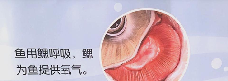 鱼类的呼吸方式与多样性(探索鱼类呼吸系统的奥秘及其多种适应策略) 鱼类的呼吸方式与多样性(探索鱼类呼吸系统的奥秘及其多种适应策略)