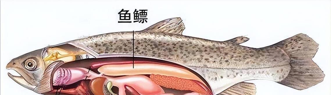 鱼类的呼吸方式与多样性(探索鱼类呼吸系统的奥秘及其多种适应策略) 鱼类的呼吸方式与多样性(探索鱼类呼吸系统的奥秘及其多种适应策略)