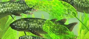 鱼类的呼吸方式与多样性(探索鱼类呼吸系统的奥秘及其多种适应策略) 鱼类的呼吸方式与多样性(探索鱼类呼吸系统的奥秘及其多种适应策略)