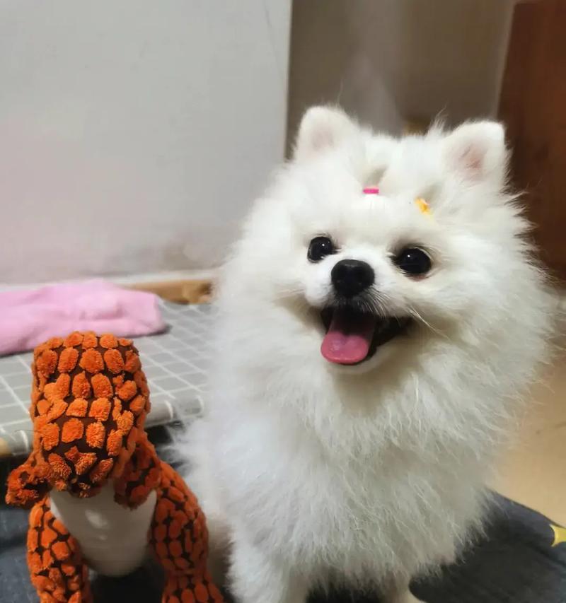 博美犬的缺点与不足|养犬必读全攻略 博美犬的缺点与不足|养犬必读全攻略