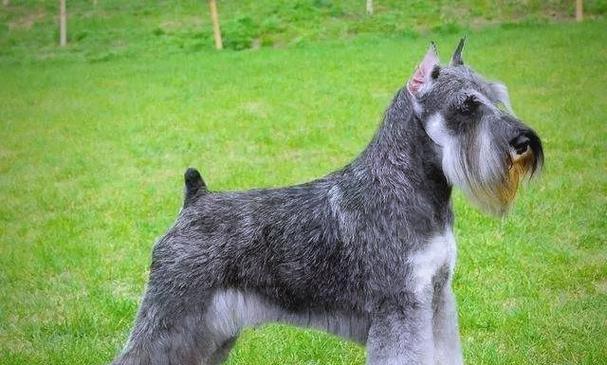 狗断尾必要性与健康安全全攻略｜实用指南