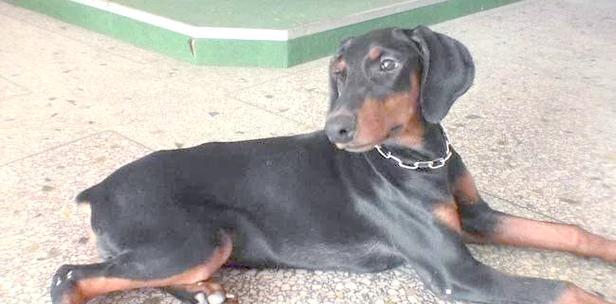 狗断尾必要性与健康安全全攻略｜实用指南