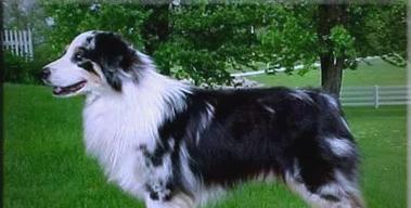 狗断尾必要性与健康安全全攻略｜实用指南