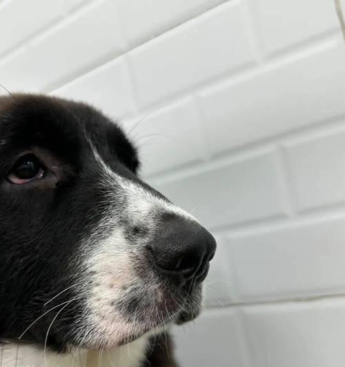 狗破腹产后多久可以洗澡？（了解适合狗破腹产后洗澡的最佳时间和方法）