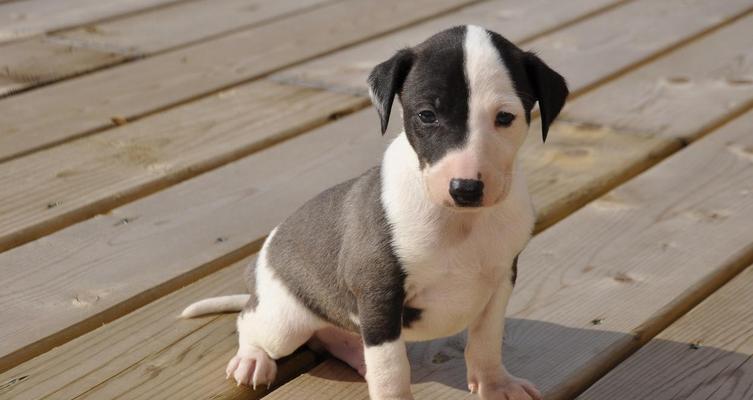 比格犬饲养全攻略｜了解这个可爱犬种的日常需求