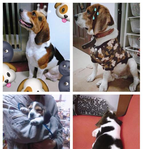 比格犬的饲养知识大全——了解这个可爱的犬种（比格犬好养吗？细致了解它们的饲养需求）