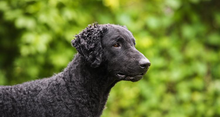 蹼足狗全攻略：探索水上伙伴的独特魅力与功能