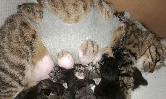 狗破腹产后多久可以洗澡？（了解适合狗破腹产后洗澡的最佳时间和方法）