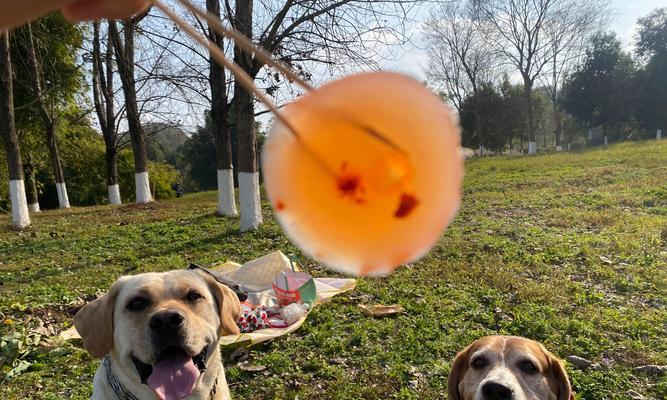 比格犬的饲养知识大全——了解这个可爱的犬种（比格犬好养吗？细致了解它们的饲养需求）