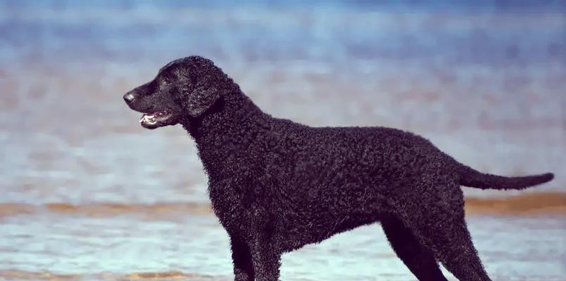 探索蹼足狗的奇妙世界（了解不同品种狗的蹼足特征及功能）