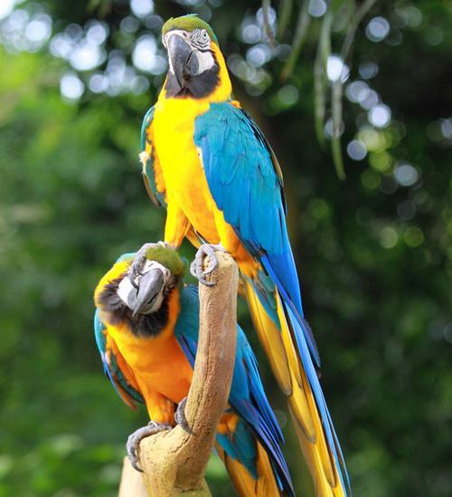 八哥和鹦鹉的对比（探究八哥与鹦鹉的智能差异，发现八哥的独特优势）