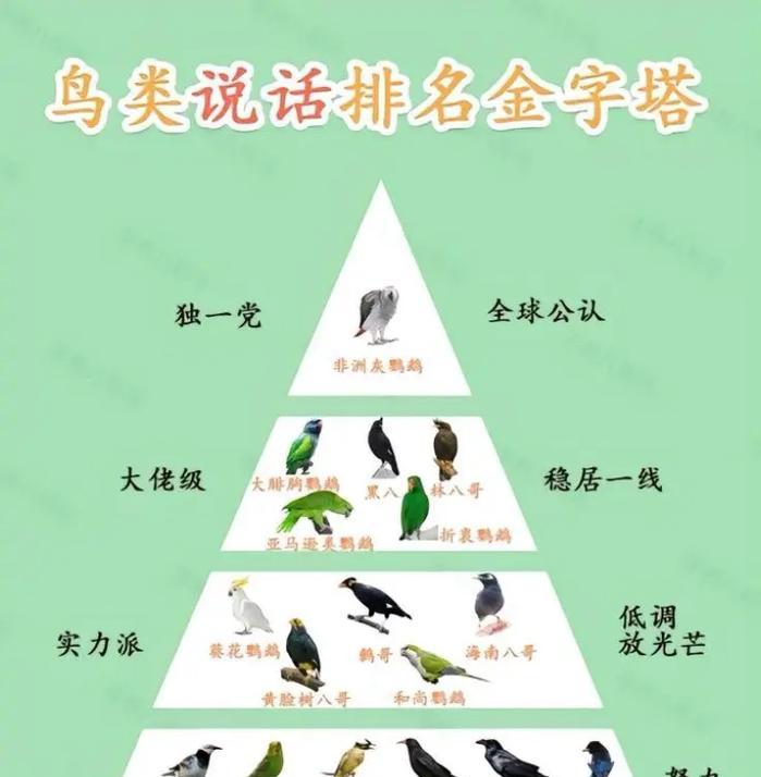 八哥和鹦鹉的对比（探究八哥与鹦鹉的智能差异，发现八哥的独特优势）