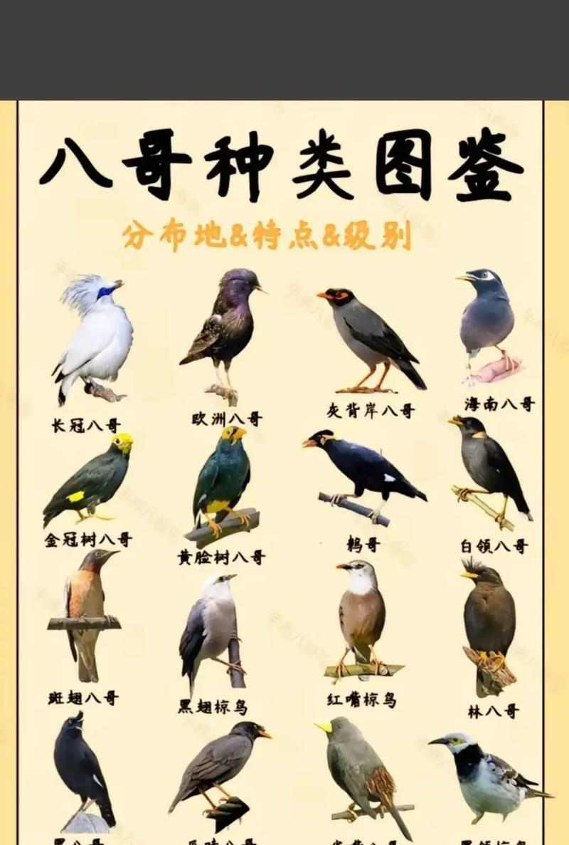 八哥和鹦鹉的对比（探究八哥与鹦鹉的智能差异，发现八哥的独特优势）