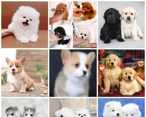 常见宠物狗价格一览｜选购预算全攻略
