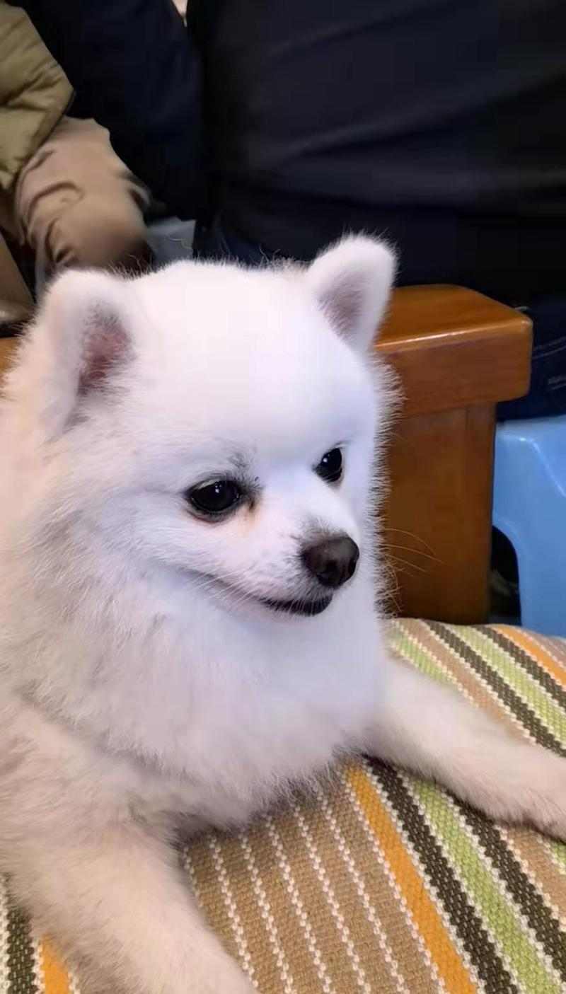 探索蹼足狗的奇妙世界（了解不同品种狗的蹼足特征及功能）